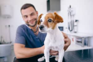 Arquitetura para clínicas veterinárias: como fazer seu negócio se destacar?