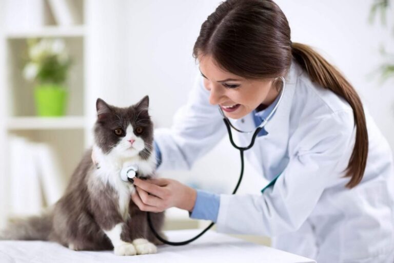 O que é preciso para montar um consultório veterinário?
